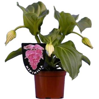 Medinilla 3-5 17/40 kép