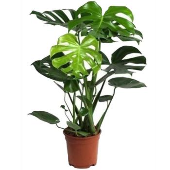 Monstera 17/60 kép