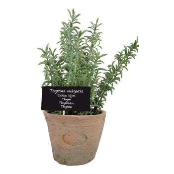 Műnövény (magasság 21,5 cm) Thyme – Esschert Design kép