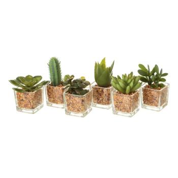 Műnövény szett 6 db-os (magasság 8 cm) Cactus – Casa Selección kép