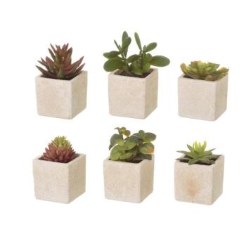 Műnövény szett 6 db-os (magasság 9,5 cm) Cactus – Casa Selección kép