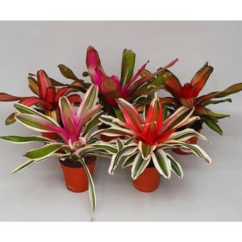 Neoregelia gemengd 12/30 kép