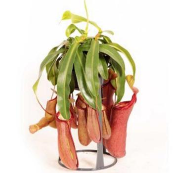 Nepenthes 14/50 kép