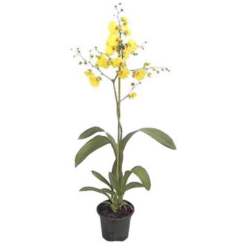 Oncidium 12 /60 kép