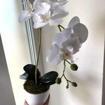 Orchidea dekor 1 szálas-fehér kép