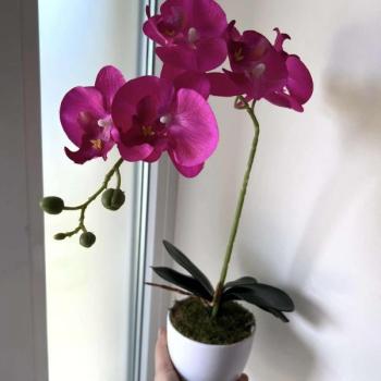 Orchidea kaspós dekor  kép