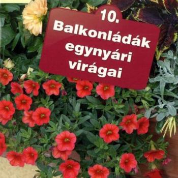 Otthonunk növényei 10. - Balkonládák egynyári virágai kép