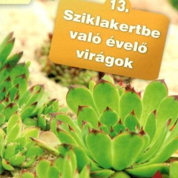 Otthonunk növényei 13. - Sziklakertbe való évelő virágok kép