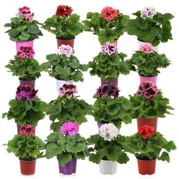 Pelargonium Grandiflorum Mix 12/25 kép