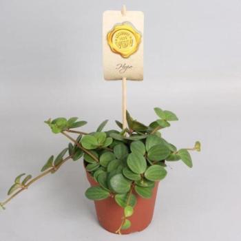 Peperomia hope 12/15 kép