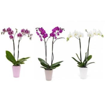 Phalaenopsis 2 St 13/45 kép