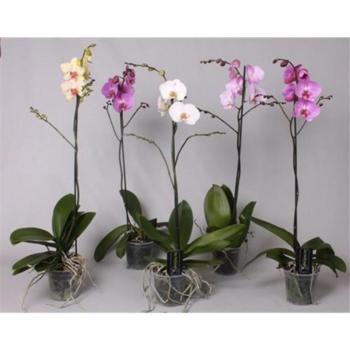 Phalaenopsis 6+ 12/50 kép