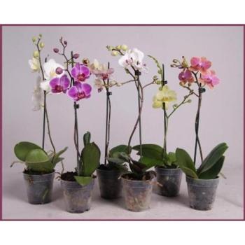 Phalaenopsis  9/35 kép