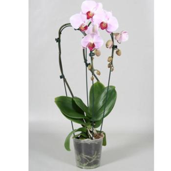 Phalaenopsis Cascade 12/50 kép