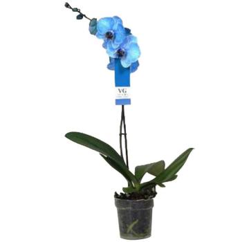 Phalaenopsis jednovýh Royal Blue kép