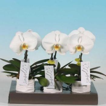 Phalaenopsis singolo v keramice kép