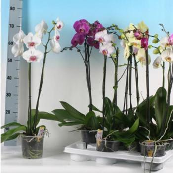 Phalaenopsis Super Mix kép