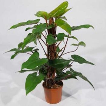 Philodendron Red  Emerald mechtyc 19/70 kép