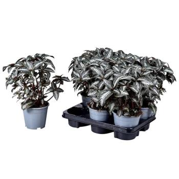 Pilea silver tree 14/25 kép