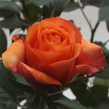 Rosa narancssárga 10/20 kép