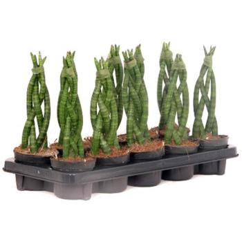 Sansevieria Cylindrica 10/30 kép