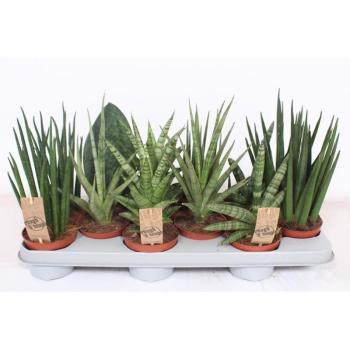 Sansevieria luxe mix 10/30 kép