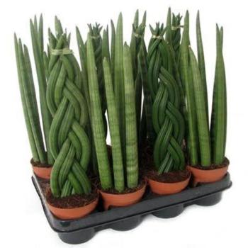 Sansevieria mix skyline-kirkii-mikado-spaghetti 12/45 kép