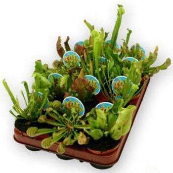 Sarracenia mix 9/15 kép