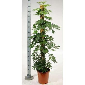 Schefflera Ar Compacta Mechtyc 27/150 kép