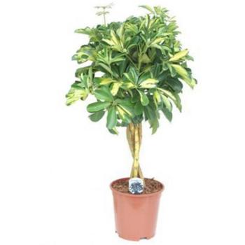 Schefflera ar Gold Capello kmínek 21/90 kép