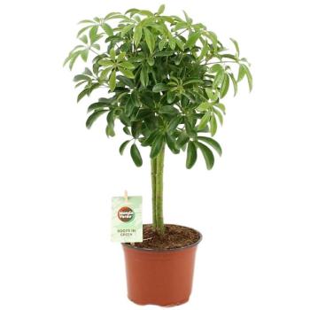 Schefflera arboricola luseana 12/40 kép