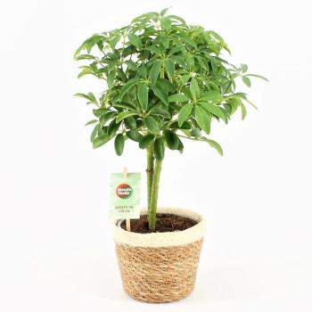 Schefflera luseana 14/40 kép