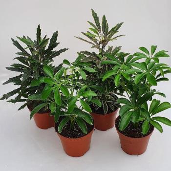 Schefflera mix 9/25 kép