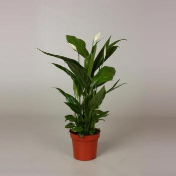 Spathiphyllum 12/35 kép