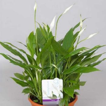 Spathiphyllum 17/60 kép