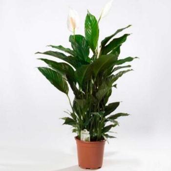 Spathiphyllum 21/100 kép