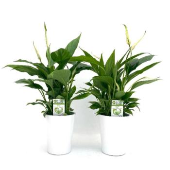 Spathiphyllum chopin 10,5 kép