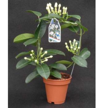 Stephanotis 3-4 12/50 kép