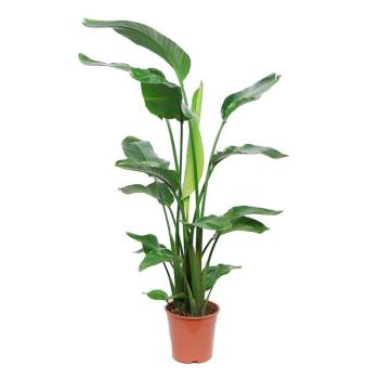 Strelitzia 24/100 kép