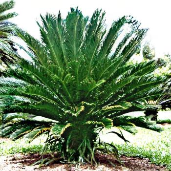 Szágópálma (Cycas revoluta) kép