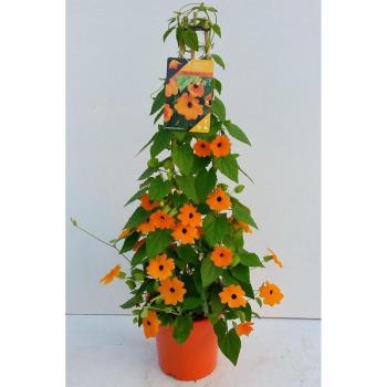 Thunbergia orange piramide 17/70 kép