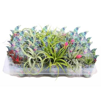 Tillandsia airplant mix 15cm kép