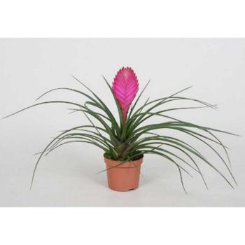 Tillandsia Anita kép