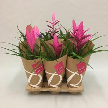 Tillandsia mix 12/45 kép