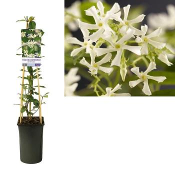 Trachelospermum jasminoides 17/75 kép