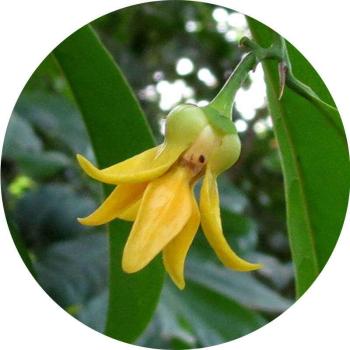 Ylang - Ylang illóolaj kép