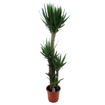 Yucca kmen 150-90-60-30 K32 kép