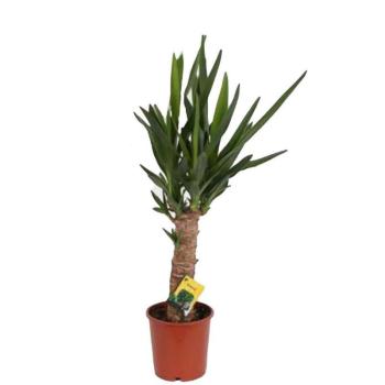 Yucca kmen 30cm 14/55 kép