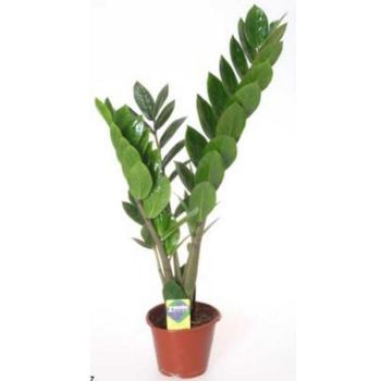 Zamioculcas 2-3 12/40 kép