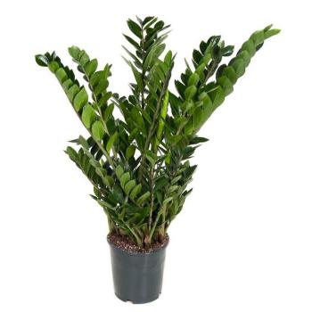 Zamioculcas 24/80 kép